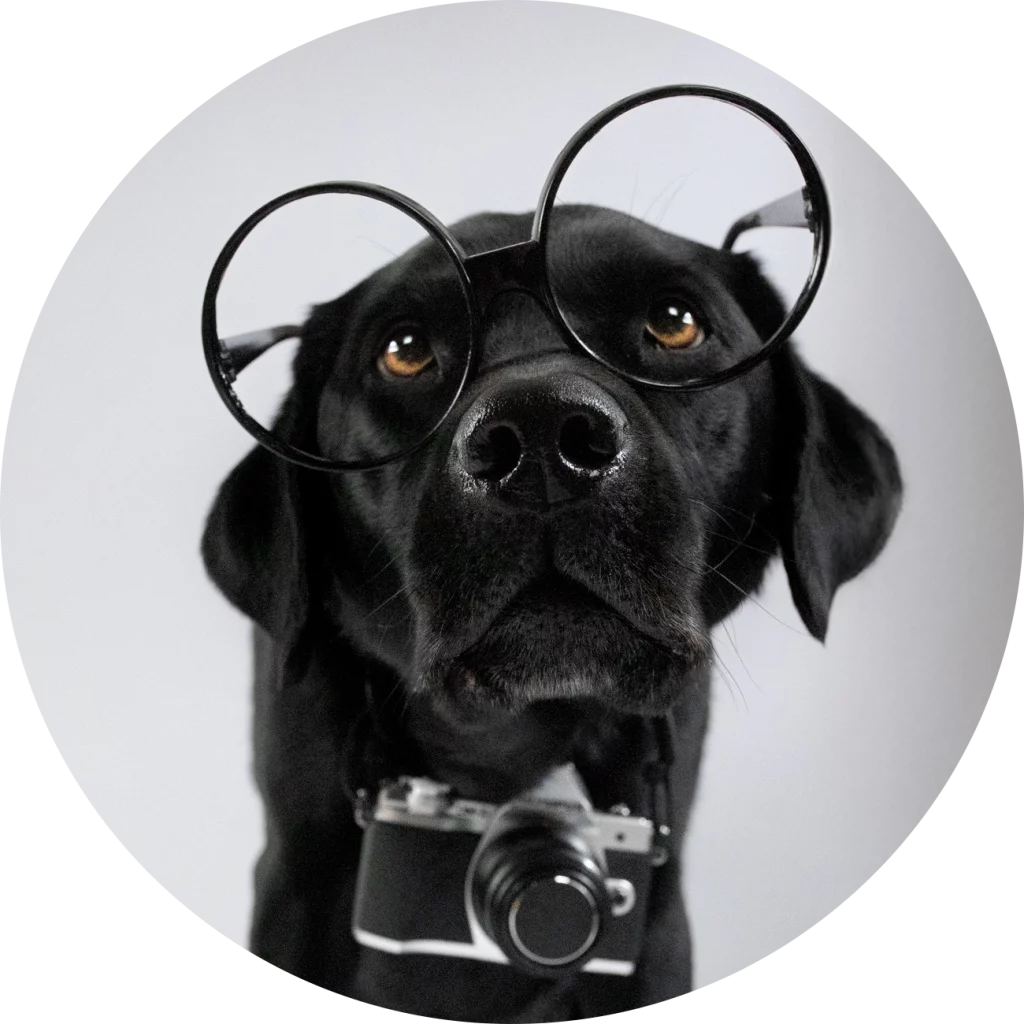 Schwarzer Labrador mit runder Brille und Kamera um den Hals sitzt vor neutralem Hintergrund, er steht für die Hundefotografie.