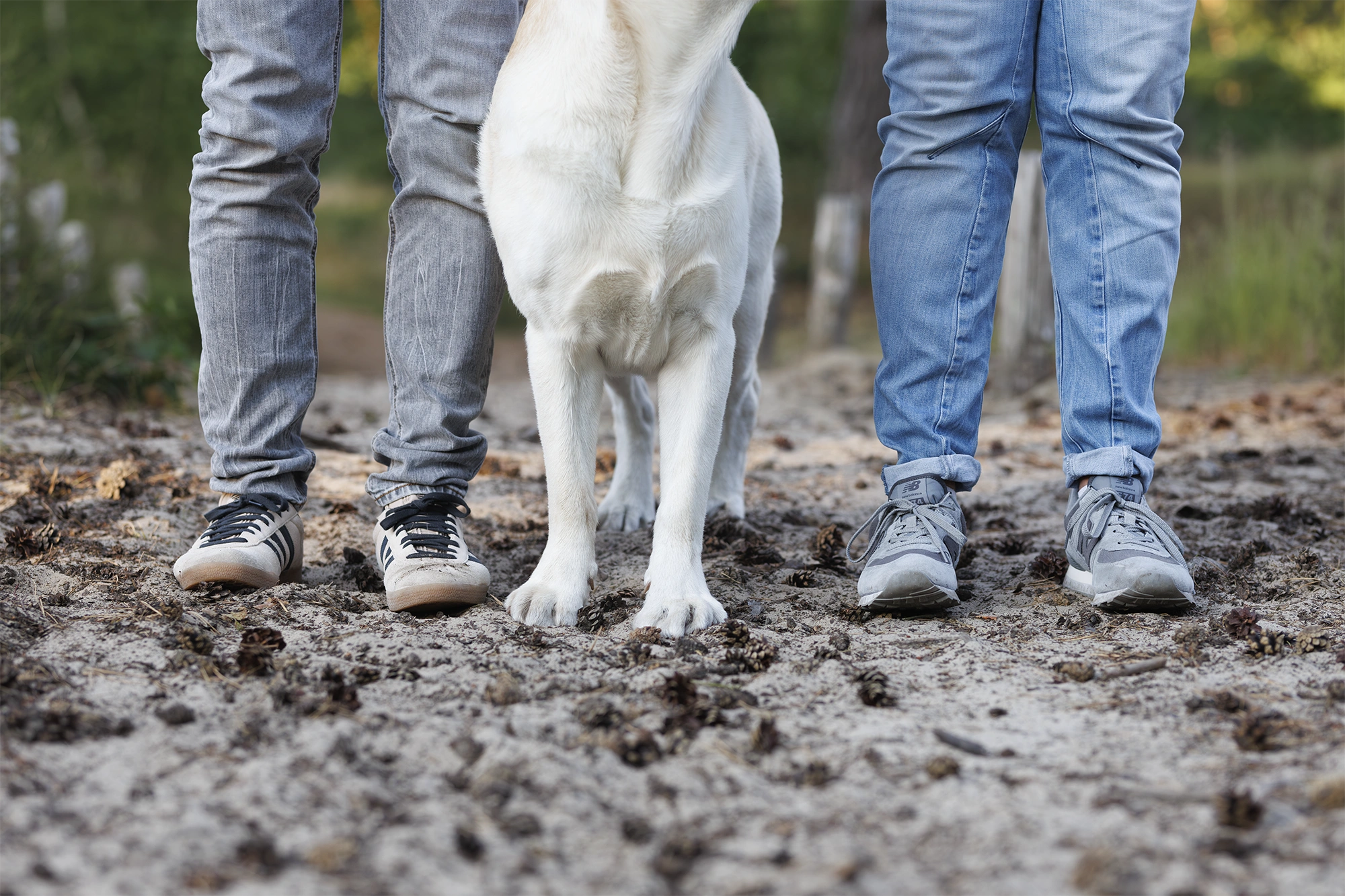 Beine von zwei Personen und einem weißen Labrador auf sandigem Boden, umgeben von Baumzapfen.