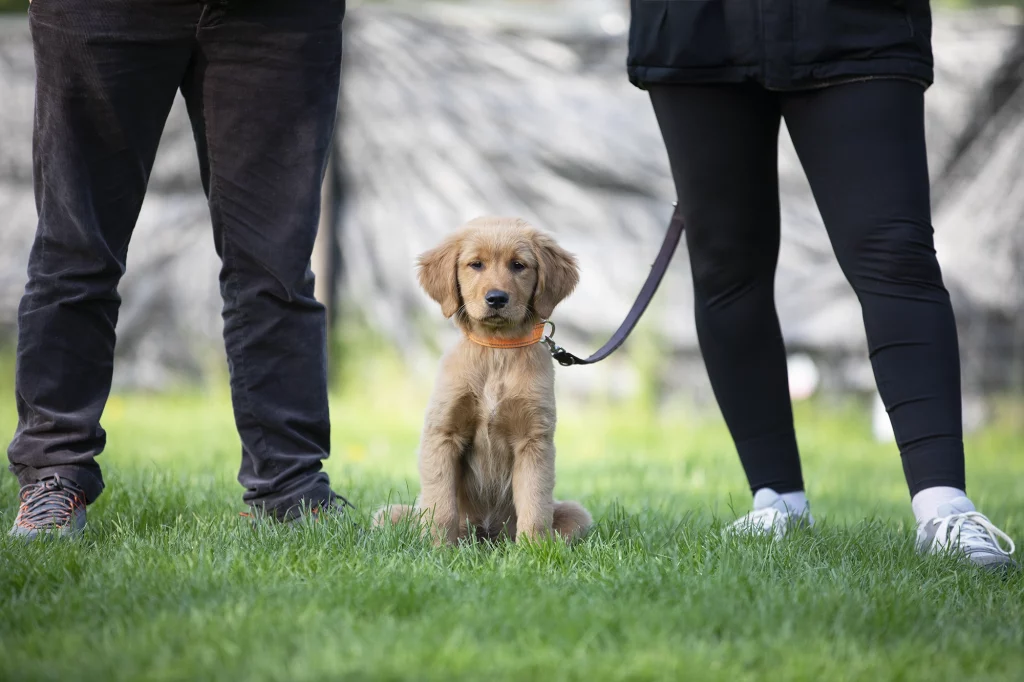 Business-Fotografie Hundeprofis Münster – Hundetrainerin mit Gruppe