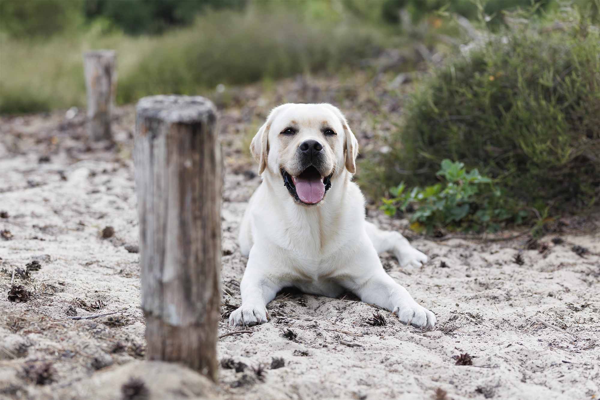 Zufriedener Labrador Retriever Theo nach dem Hundeshooting im Freien.