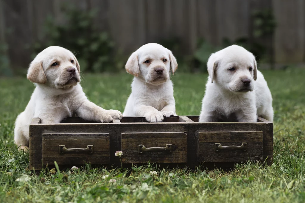 Drei helle Labrador-Welpen sitzen in einer kleinen Holzkiste. Zwei Welpen lehnen sich auf die Kante, während der dritte in der Mitte sitzt und in die Kamera schaut. Der Hintergrund zeigt eine grüne Wiese.
