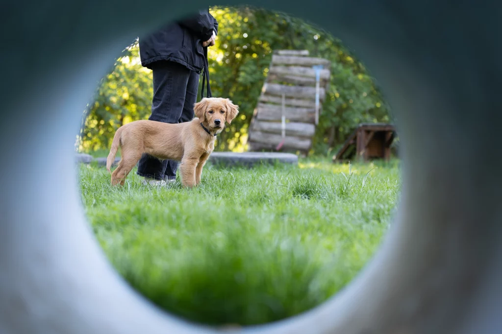 Ein junger, goldener Hund steht in einem Park, während eine Person ihn an der Leine hält. Der Blick auf den Hund wird durch einen runden Tunnel im Vordergrund gerahmt.