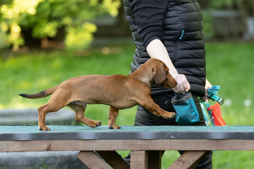 Ein kleiner, brauner Hund steht auf einem Tisch und hebt ein Vorderbein, während er auf eine Person schaut, die ihm ein Leckerli anbietet. Die Person trägt eine schwarze Weste und hat eine Tasche mit Trainingsutensilien.