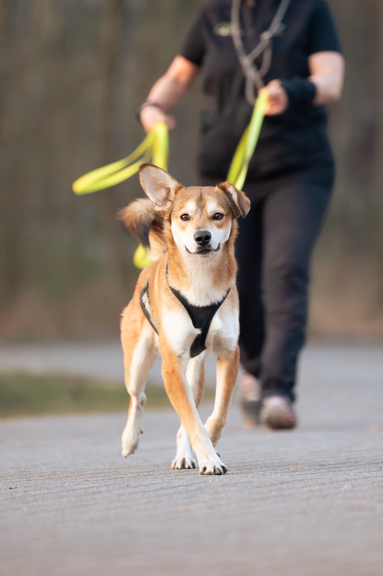Professionelle Hundefotografie für Business-Kunden: Brauner Hund läuft auf einem Weg mit Geschirr.