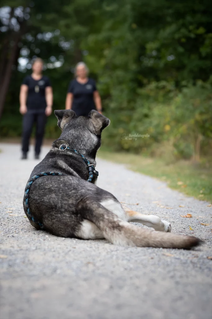 Professionelles Business-Hundeshooting: Hund liegt auf Kiesweg. Preise Gewerbekunden im Hundebusiness.