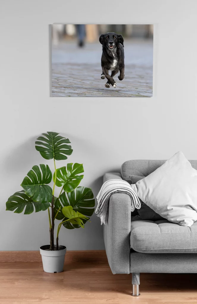 Ein graues Sofa mit einem weißen Kissen und einer Decke steht in einem Wohnzimmer. Vor dem Sofa befindet sich eine Monstera-Pflanze. An der Wand hängt ein Bild eines lächelnden schwarzen Hundes, der auf einem gepflasterten Weg läuft.