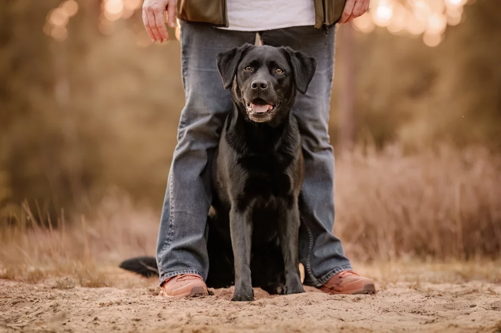 Schwarzer Labrador sitzt zwischen den Beinen eines Menschen in herbstlicher Landschaft, freundlicher Blick.