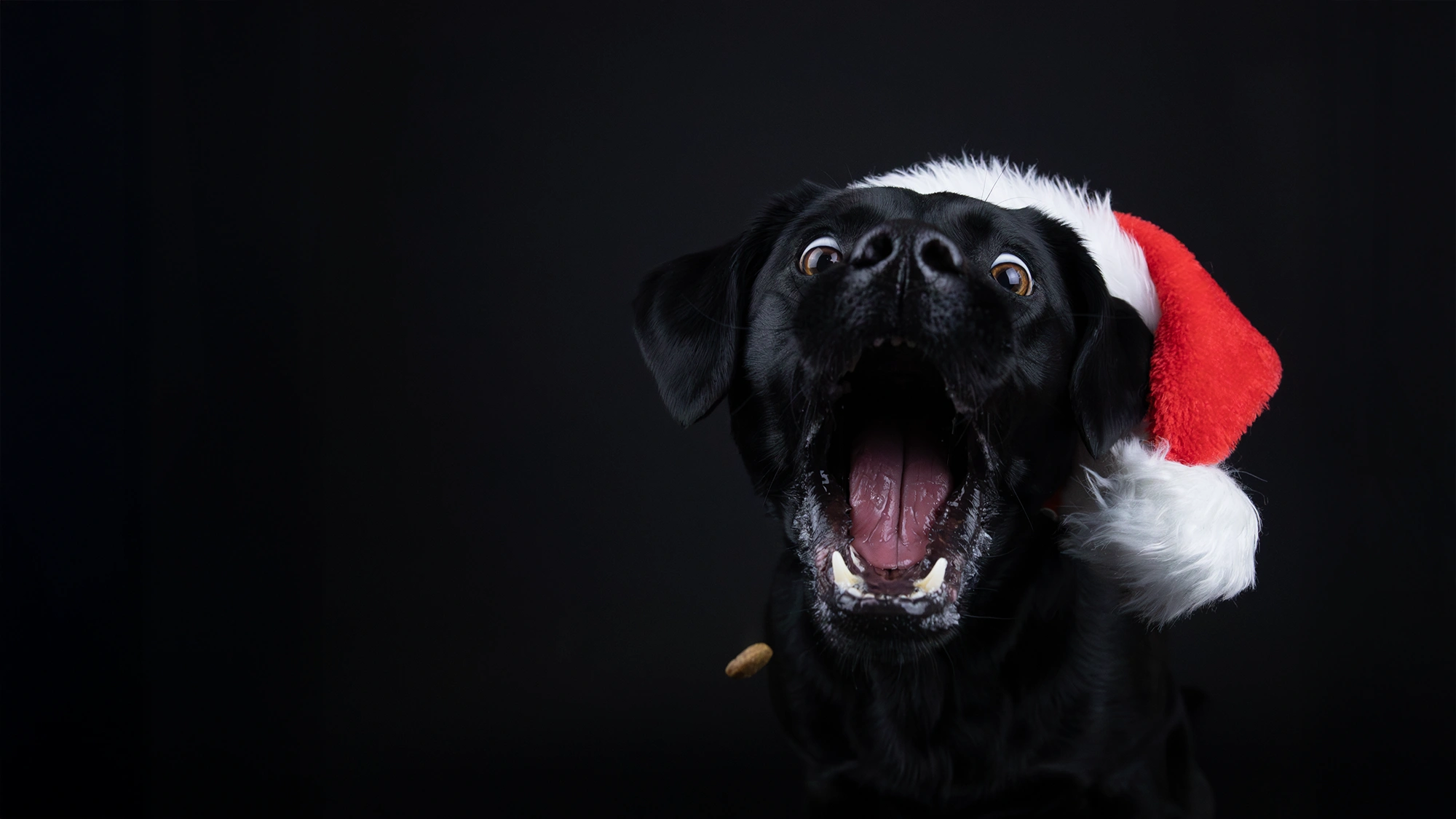 Hundefotografie Gutschein Weihnachten Münster