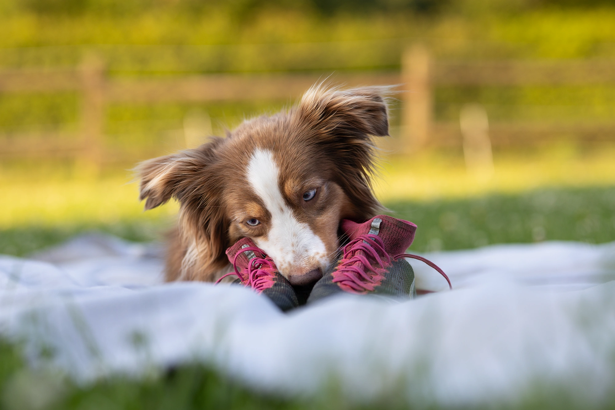 Ängstlicher Hund Fotoshooting