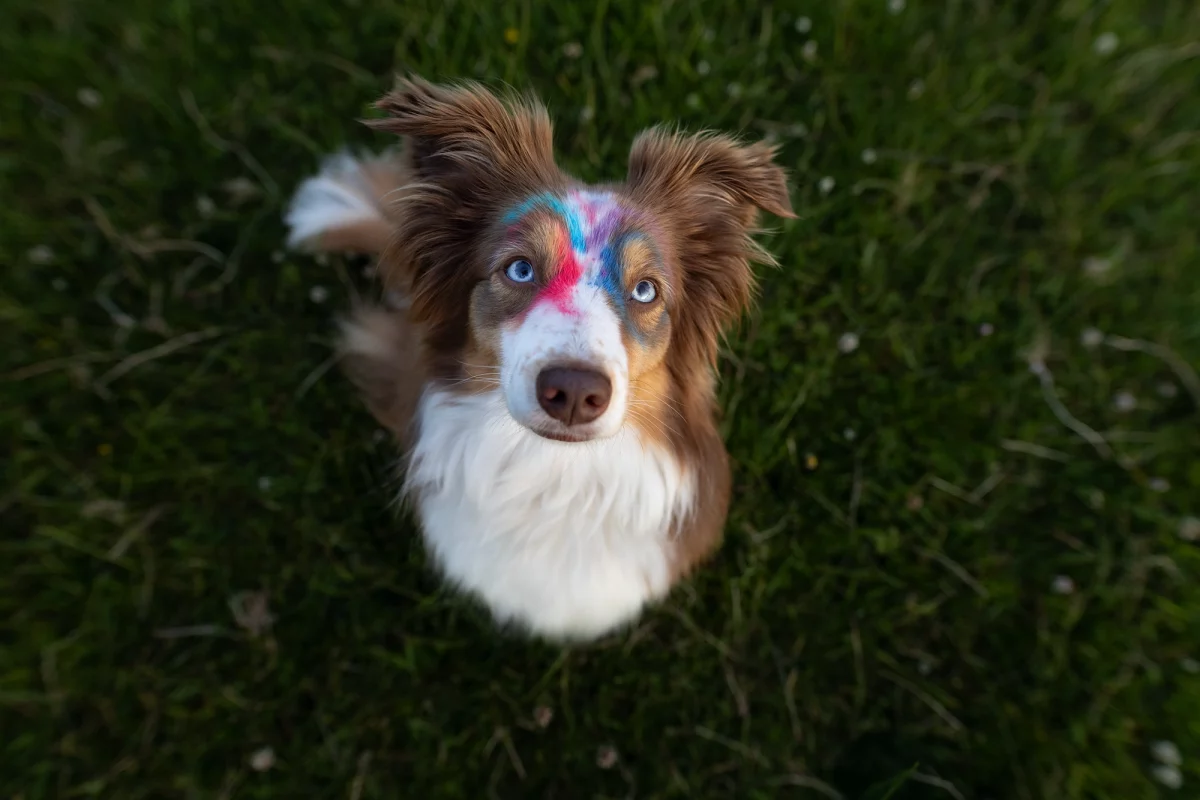 Ängstlicher Hund Fotoshooting