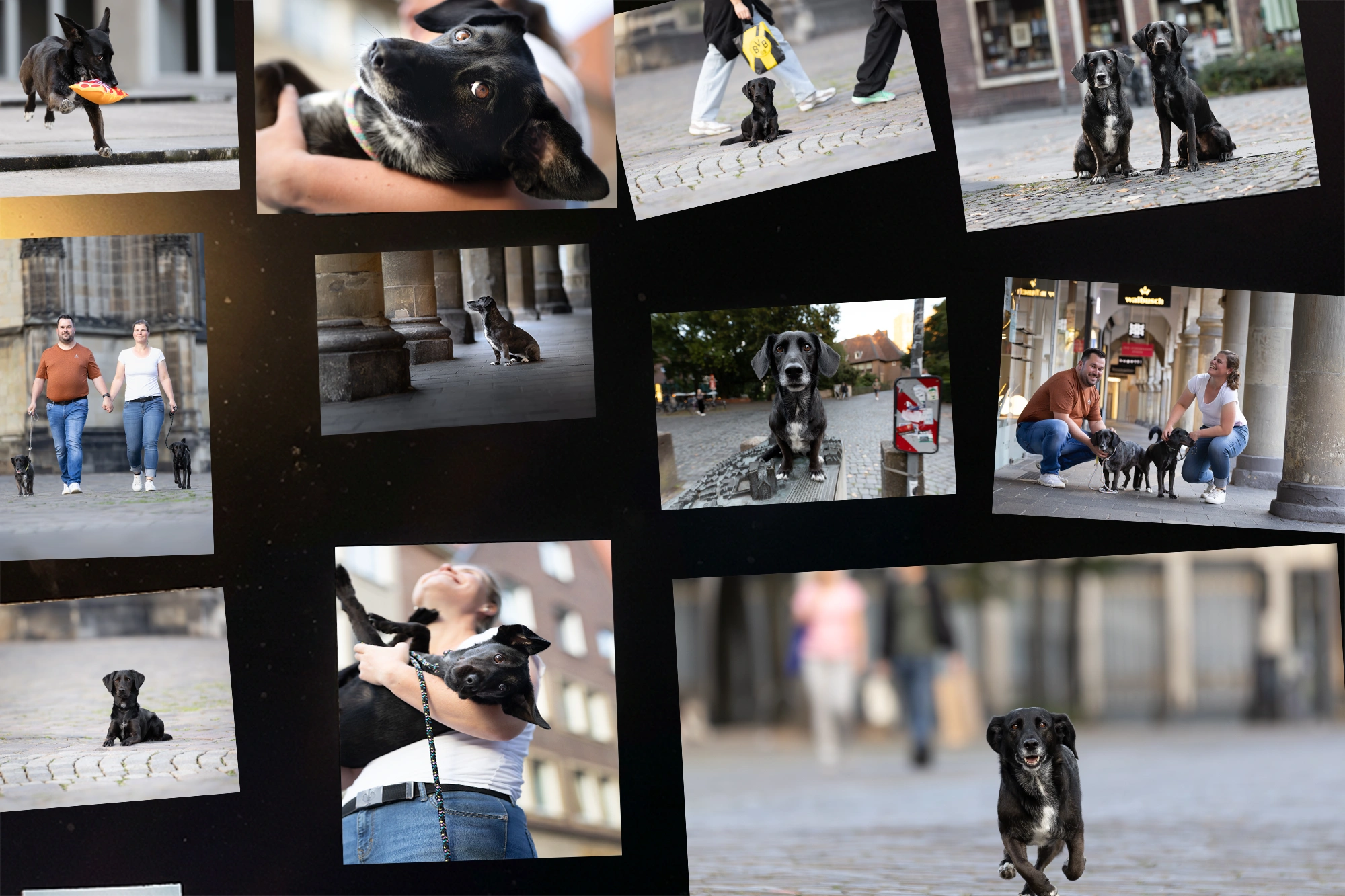 Was passiert nach dem Klick? Hundefotografie Nachbearbeitung