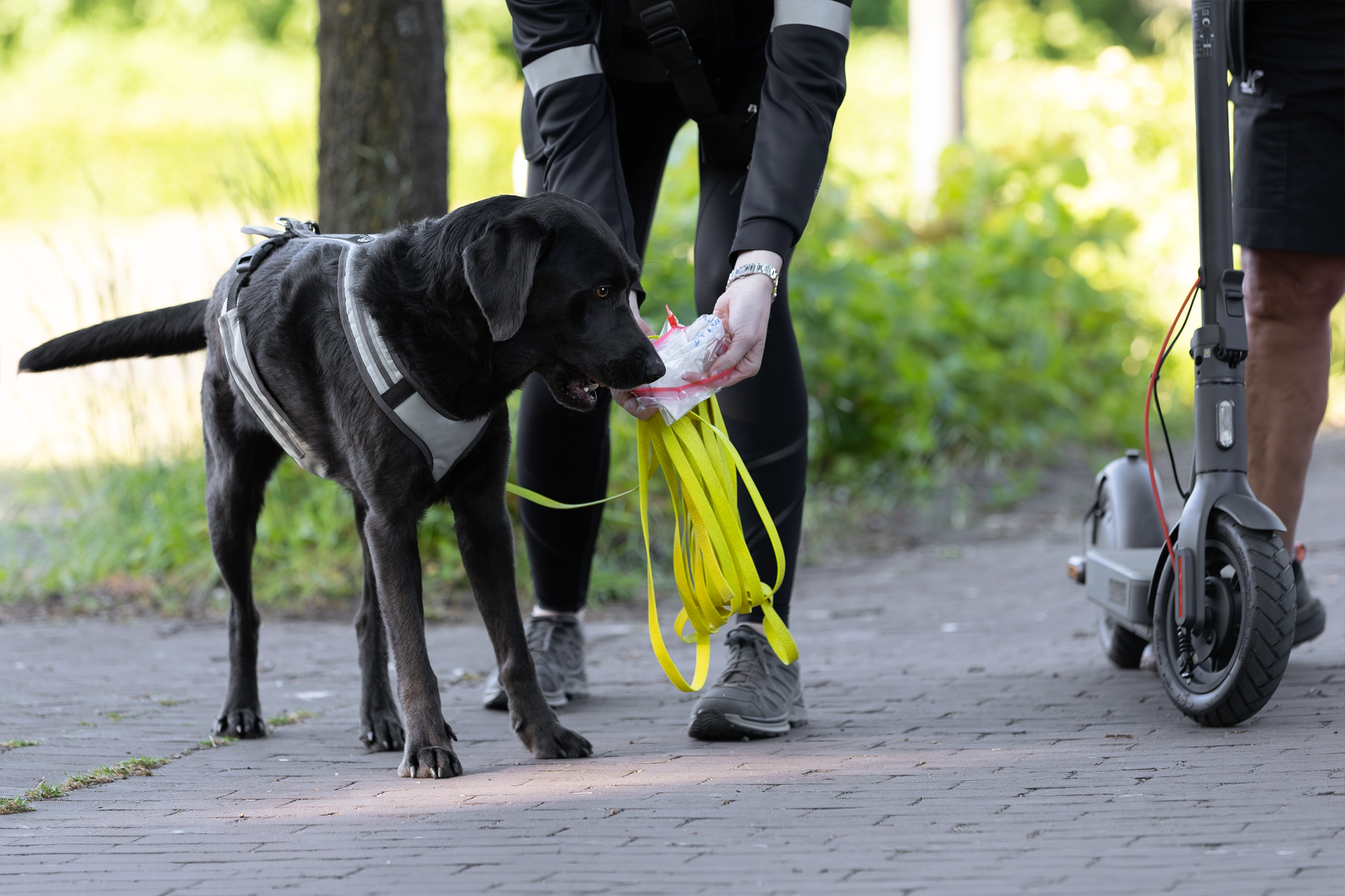 Echtes Business-Foto Hundeschule – authentisch statt KI Hundefotos