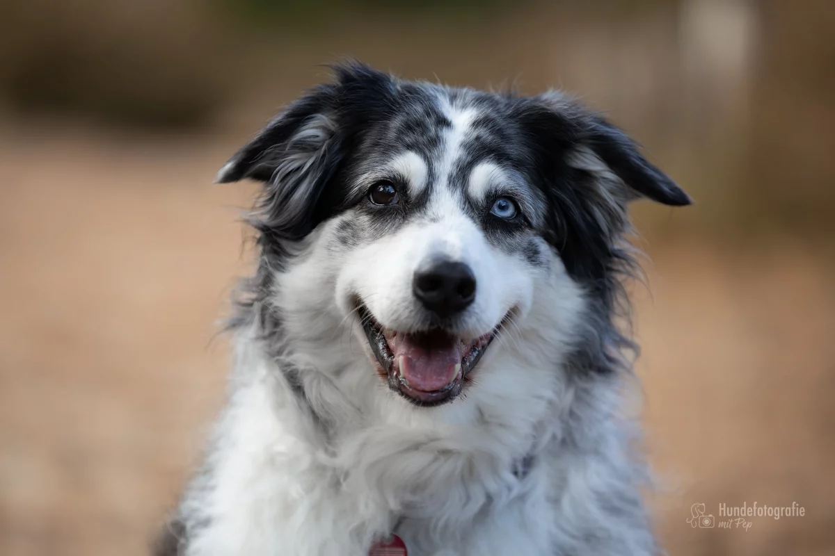 Senior-Shooting Münster – alter Hund in der Natur