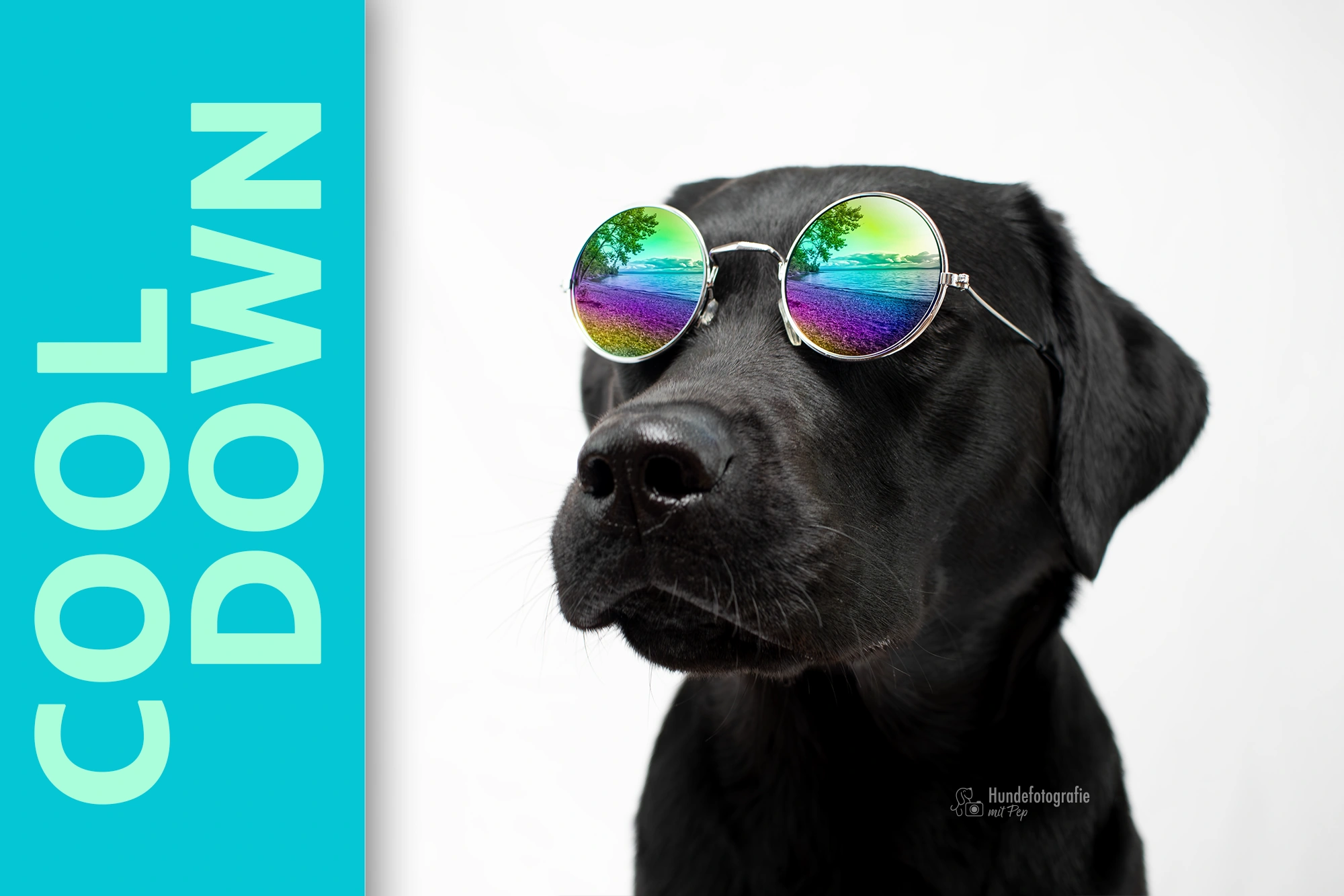 Mensch-Hund-Shooting nicht bei Hitze – cool down