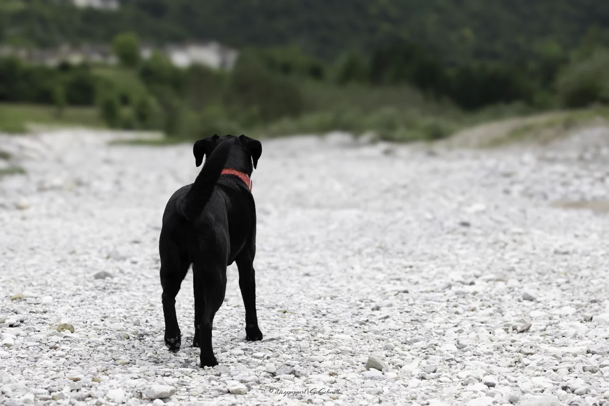 Mensch-Hund-Shooting bei Hitze – Hund bei bedeckten Himmel – Hundefotografie mit Pep
